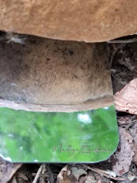 Vroeg eekhoorntjesbrood [Boletus reticulatus]